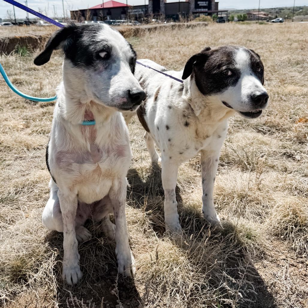 Enlarge 511 (2026) Lola, a Adoptable mixed breed in Parker, CO image 1/6
