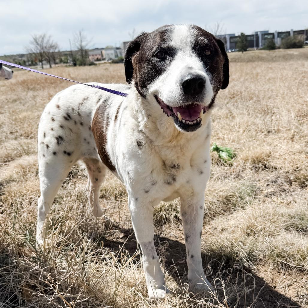 Enlarge 511 (2026) Lola, a Adoptable mixed breed in Parker, CO image 2/6