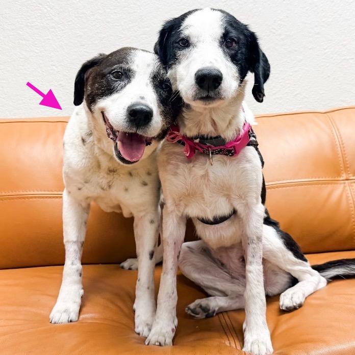 Enlarge 511 (2026) Lola, a Adoptable mixed breed in Parker, CO image 3/6
