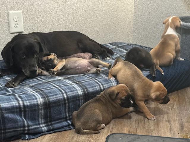 Barkov / Dahlia, Adoptable, Adult Female Labrador Retriever.