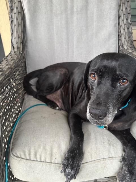 Enlarge Barkov / Dahlia, a Adoptable mixed breed in Broomfield, CO image 1/6