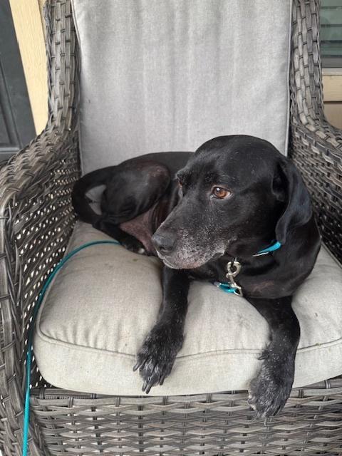 Enlarge Barkov / Dahlia, a Adoptable mixed breed in Broomfield, CO image 2/6