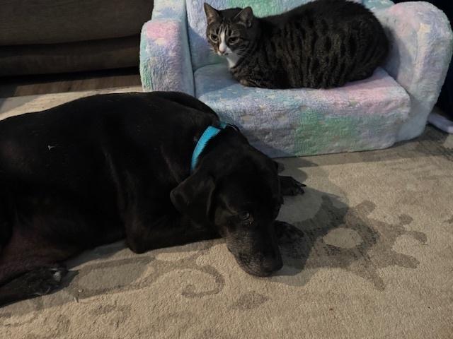 Barkov / Dahlia, a Adoptable Labrador Retriever in Broomfield, CO image 2/6