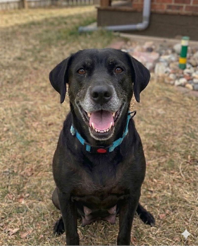 Enlarge Barkov / Dahlia, a Adoptable mixed breed in Broomfield, CO image 3/6