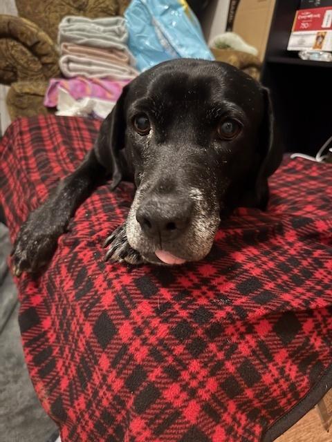 Barkov / Dahlia, a Adoptable Labrador Retriever in Broomfield, CO image 4/6