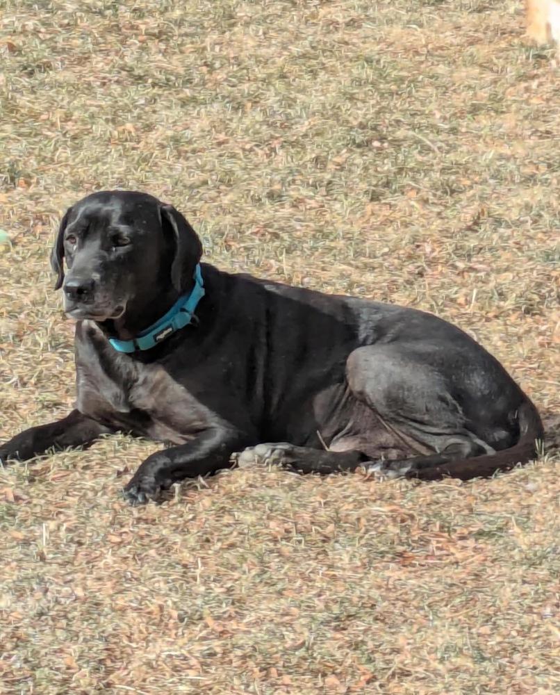 Enlarge Barkov / Dahlia, a Adoptable mixed breed in Broomfield, CO image 5/6