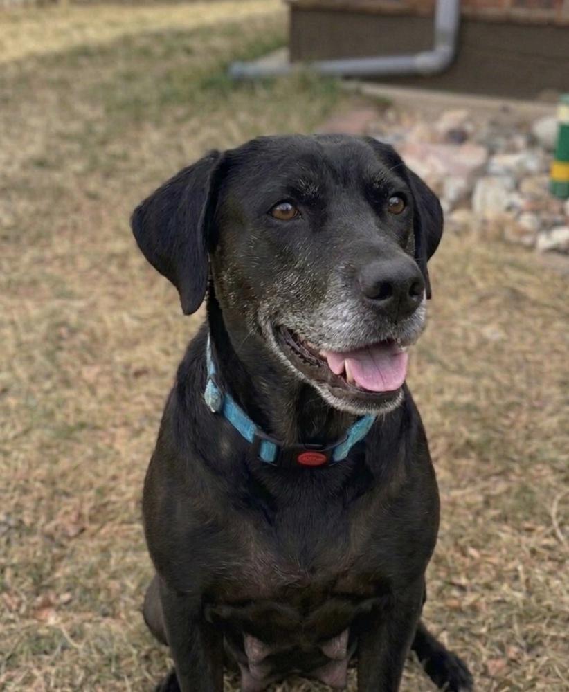 Enlarge Barkov / Dahlia, a Adoptable mixed breed in Broomfield, CO image 5/6
