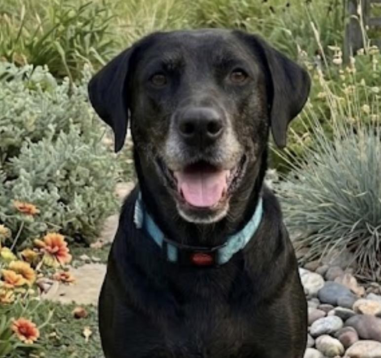 Enlarge Barkov / Dahlia, a Adoptable mixed breed in Broomfield, CO image 6/6