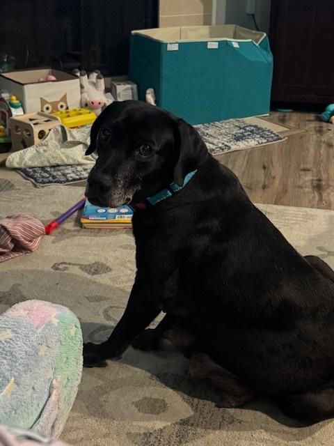 Barkov / Dahlia, a Adoptable Labrador Retriever in Broomfield, CO image 6/6