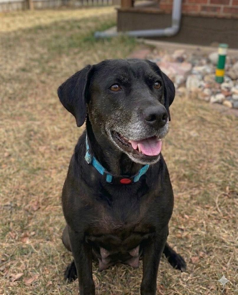 Enlarge Barkov / Dahlia, a Adoptable mixed breed in Broomfield, CO image 6/6