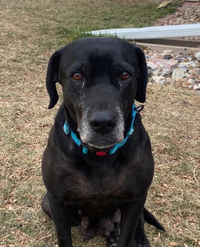 Enlarge Barkov / Dahlia, a Adoptable mixed breed in Broomfield, CO image 6/6