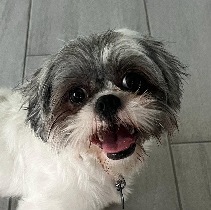 Enlarge Precious, a Adoptable Shih Tzu in Glendale, AZ image 1/3