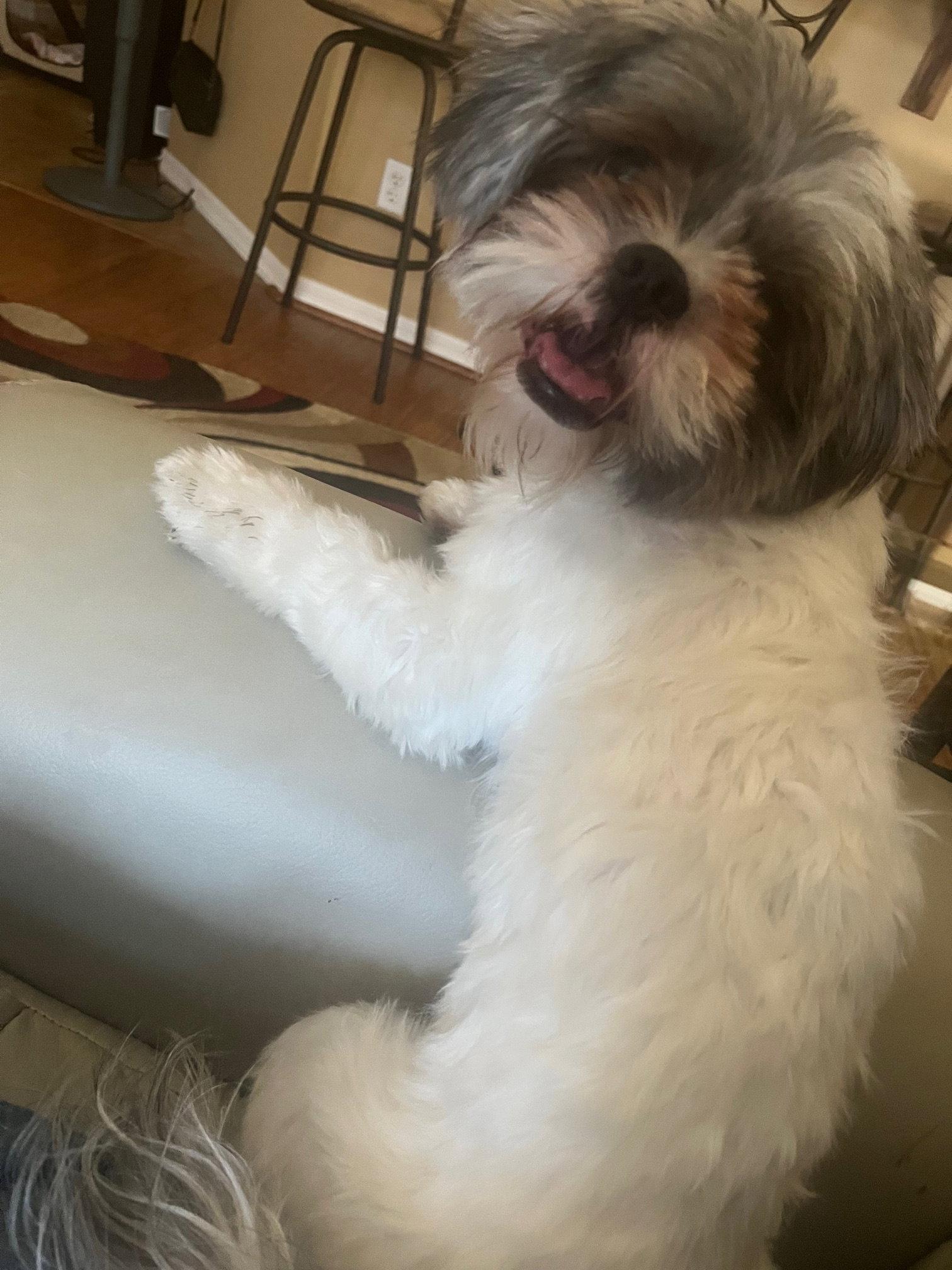 Enlarge Precious, a Adoptable Shih Tzu in Glendale, AZ image 2/3