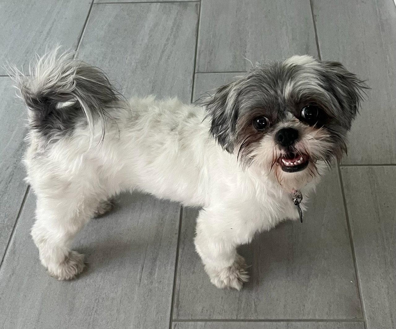 Enlarge Precious, a Adoptable Shih Tzu in Glendale, AZ image 3/3