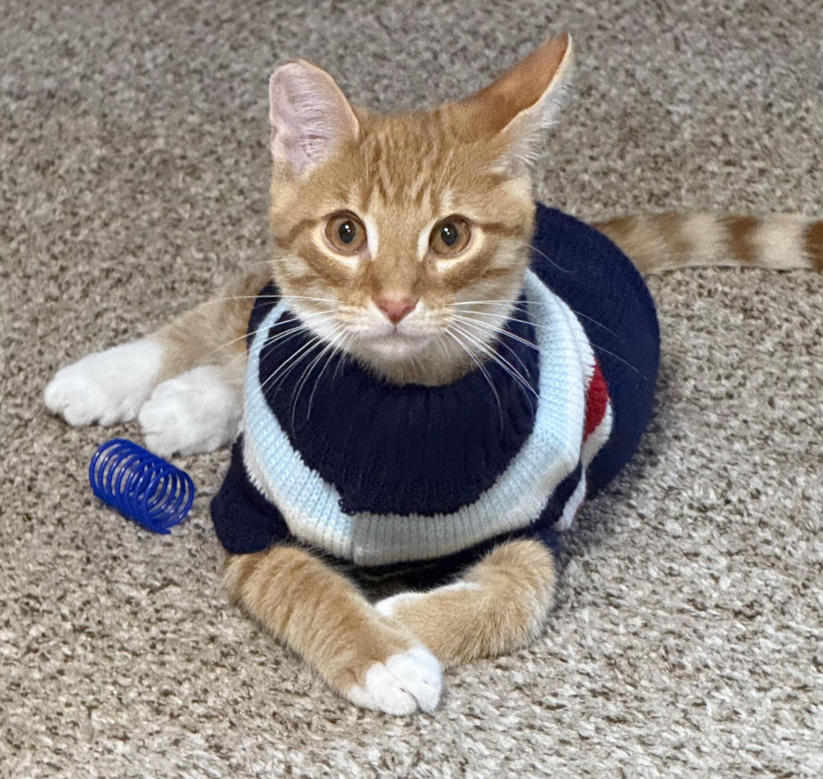 Enlarge Marmalade, an adoptable Tabby in Brighton, MI image 4/6