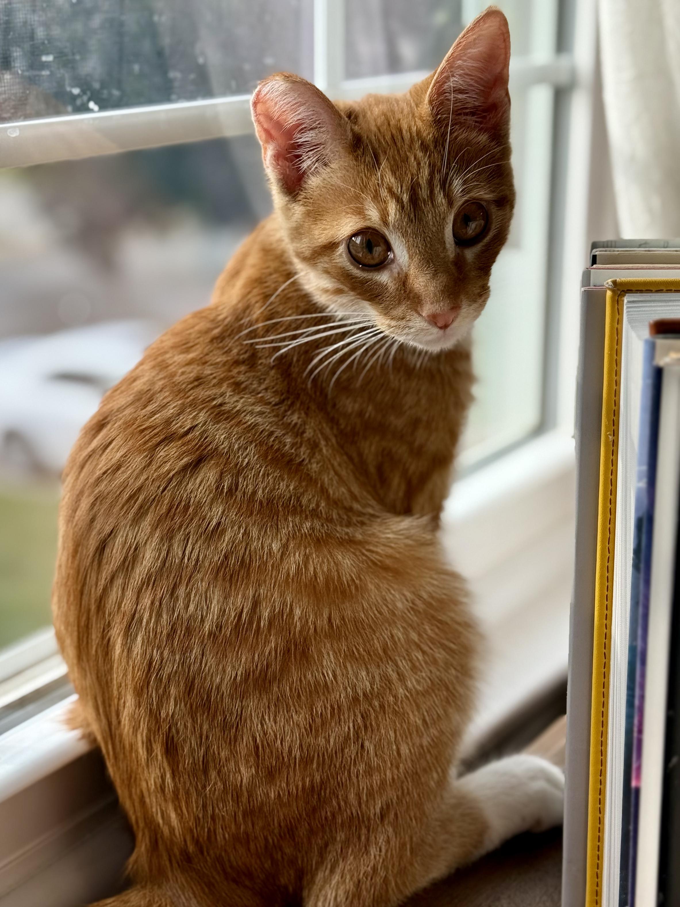 Marmalade, adoptable, Kitten Male Tabby.