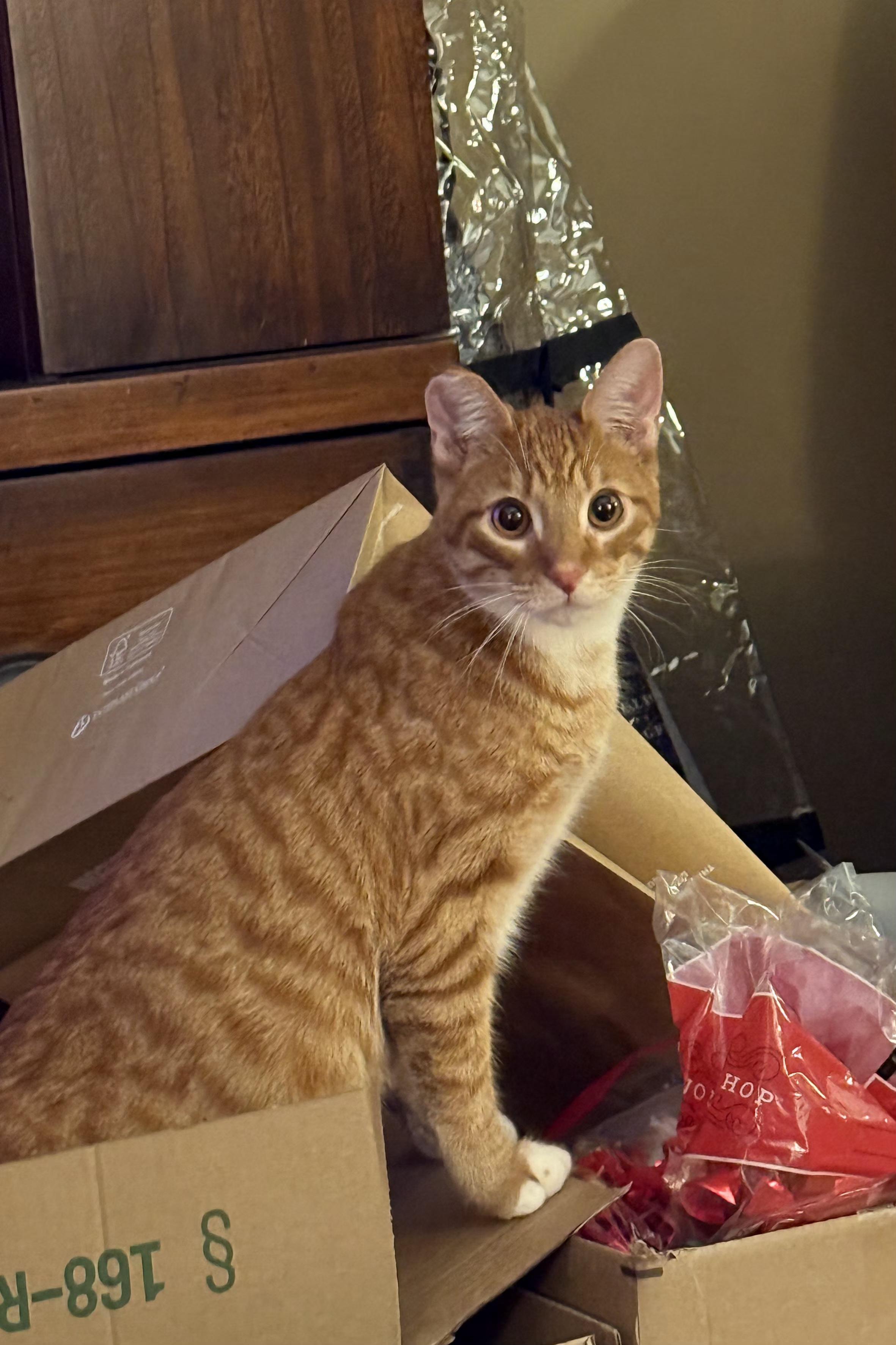 Enlarge Marmalade, an adoptable Tabby in Brighton, MI image 5/6