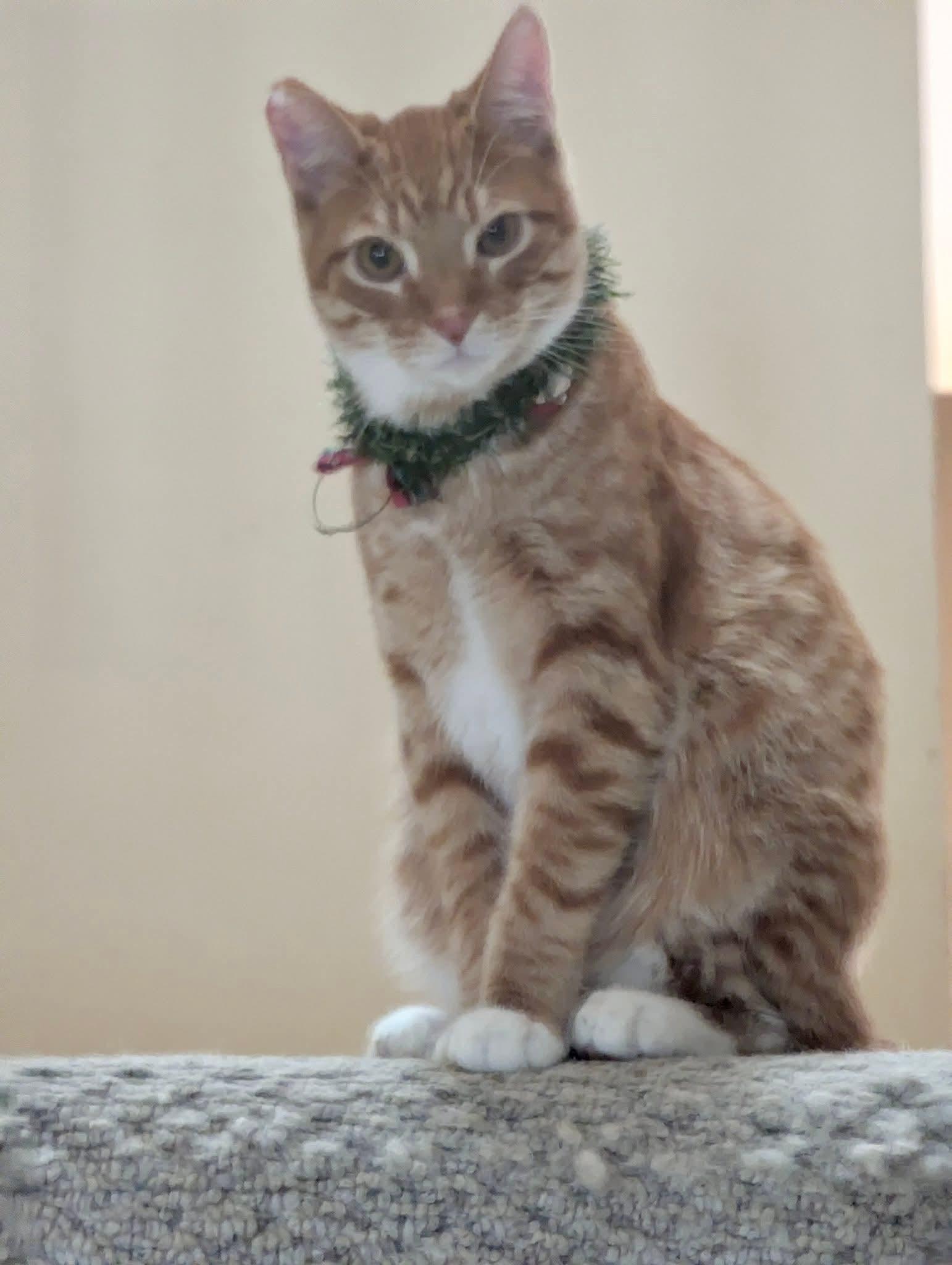 Enlarge Marmalade, an adoptable Tabby in Brighton, MI image 2/6
