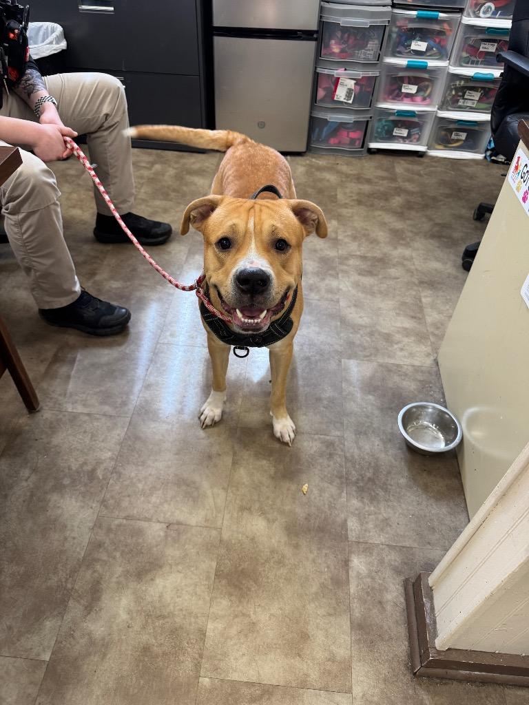 Guiness, Adoptable, Young Male Pit Bull Terrier.