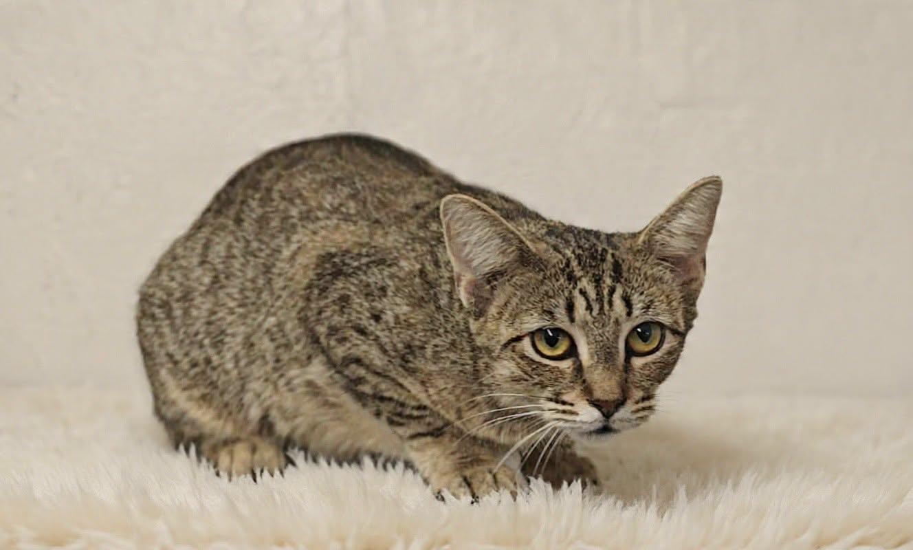 Enlarge Reba 26/457, a Adoptable Domestic Short Hair in Talladega, AL image 1/3
