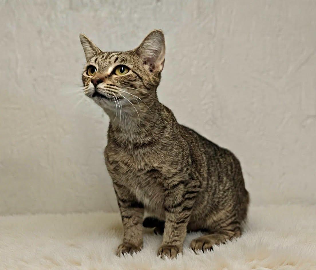 Enlarge Reba 26/457, a Adoptable Domestic Short Hair in Talladega, AL image 2/3