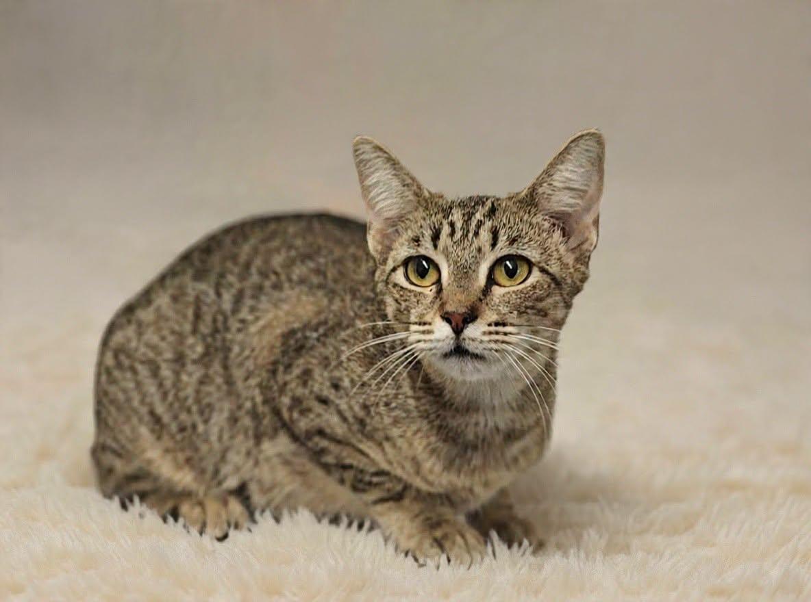Reba 26/457, Adoptable, Adult Female Domestic Short Hair.