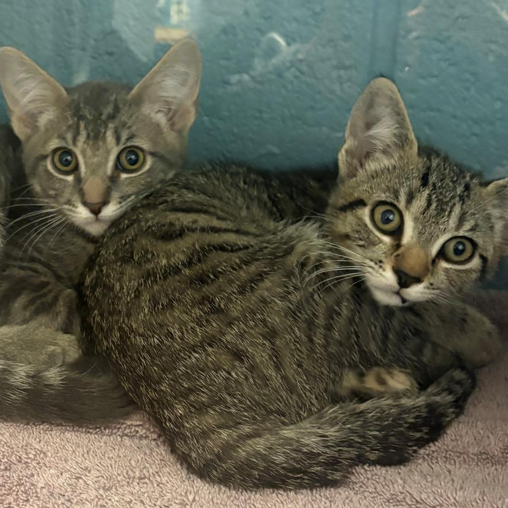 Enlarge Mr.Dinkles, a Adoptable Domestic Short Hair in East Hanover, NJ image 1/1