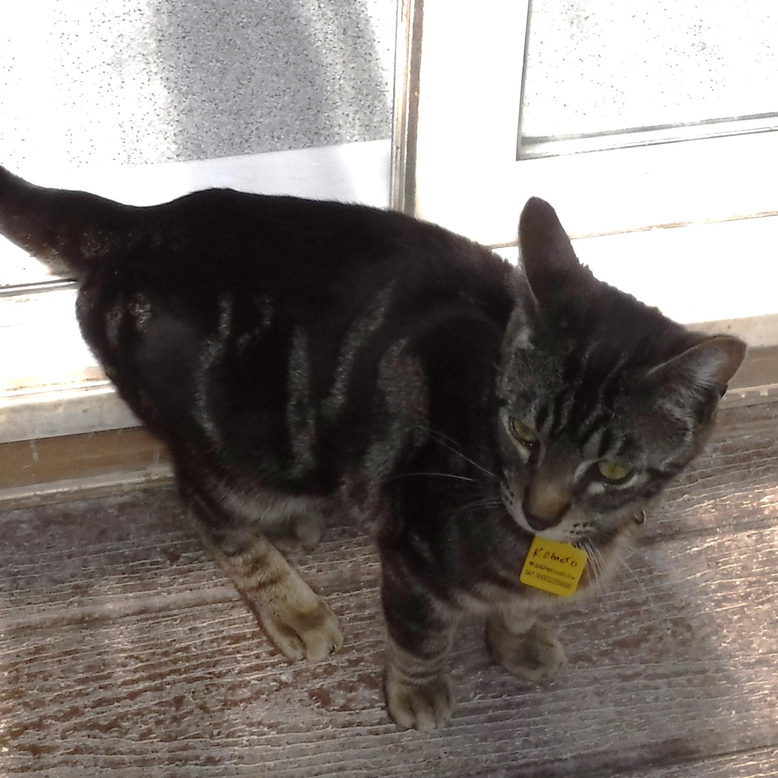 Komoto - Handsome and Social, an adopted Tabby in Hoquiam, WA image 4/4