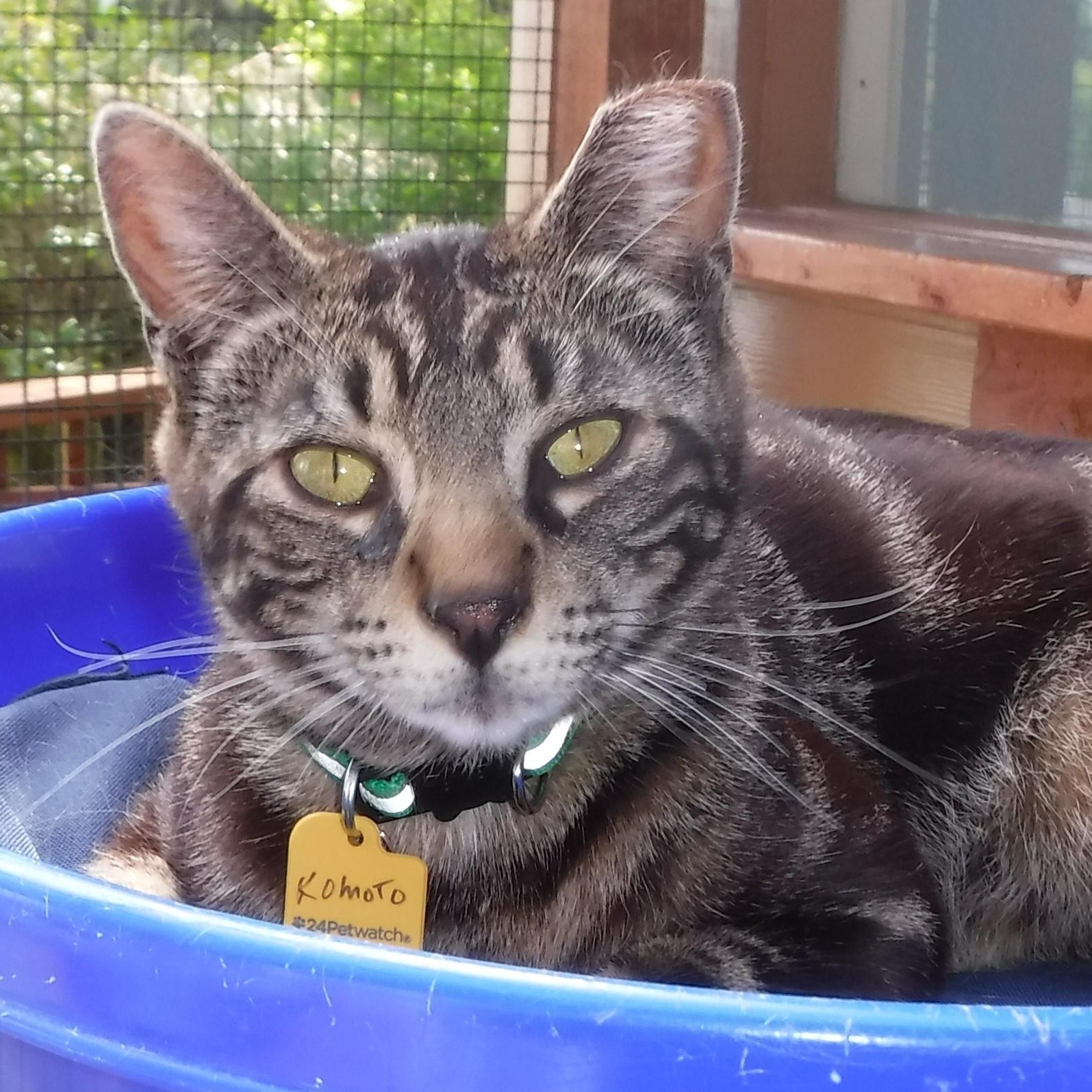 Komoto - Handsome and Social, an adopted Tabby in Hoquiam, WA image 3/4