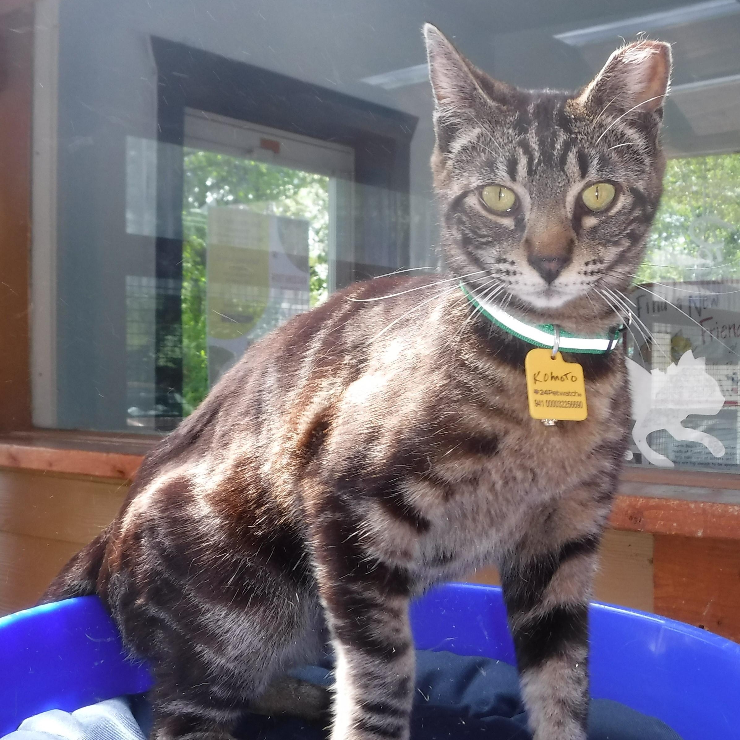 Komoto - Handsome and Social, an adopted Tabby in Hoquiam, WA image 2/4