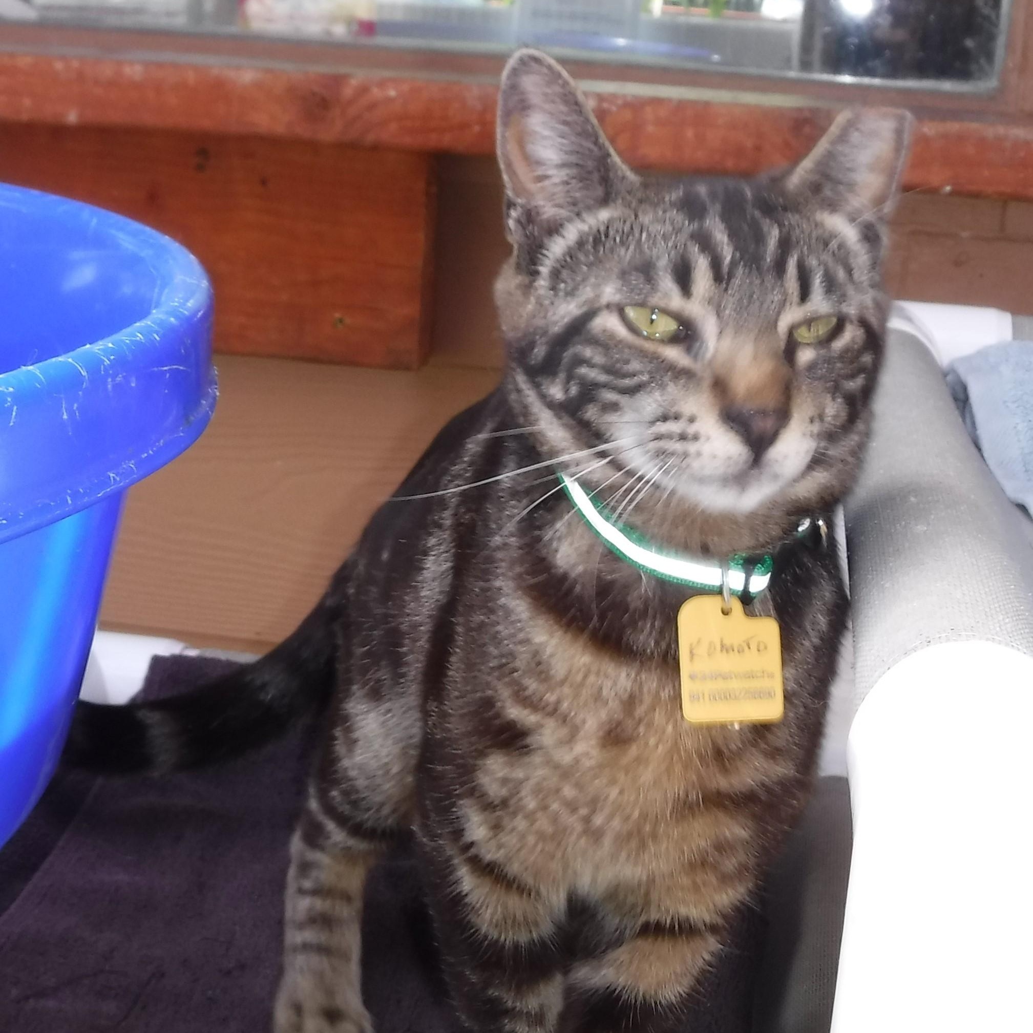 Komoto - Handsome and Social, an adopted Tabby in Hoquiam, WA image 1/4