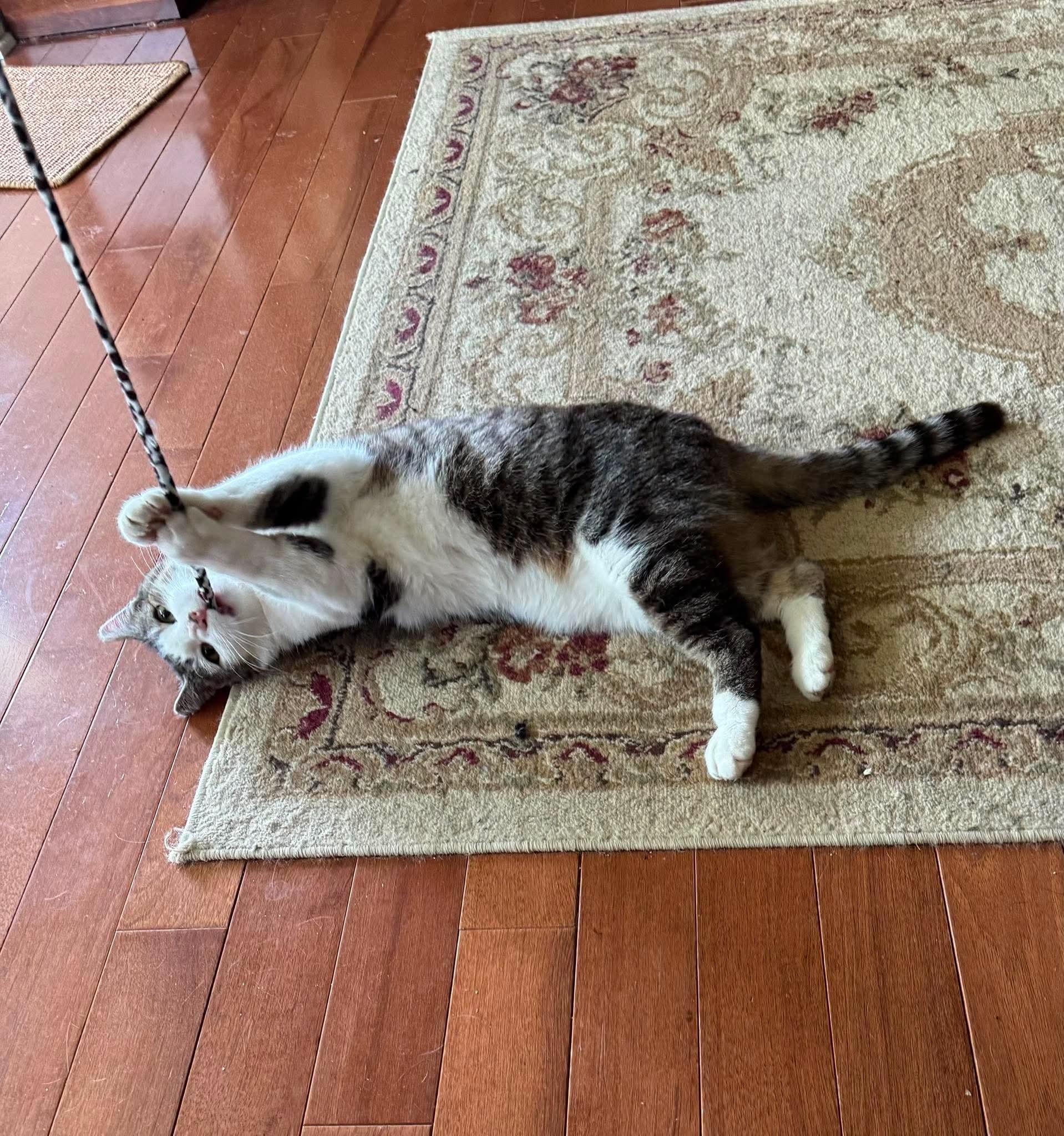 Enlarge Lenny, a ADOPTABLE Domestic Short Hair in Rochester , NY image 5/6