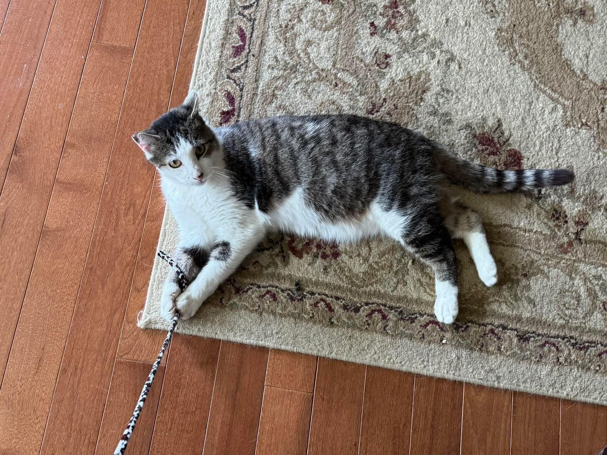 Enlarge Lenny, a ADOPTABLE Domestic Short Hair in Rochester , NY image 2/6