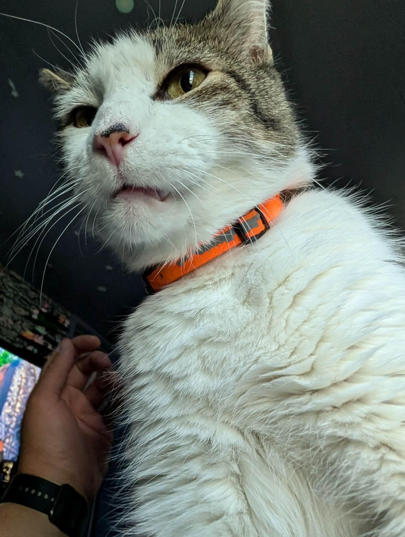 Enlarge Lenny, a ADOPTABLE Domestic Short Hair in Rochester , NY image 4/6