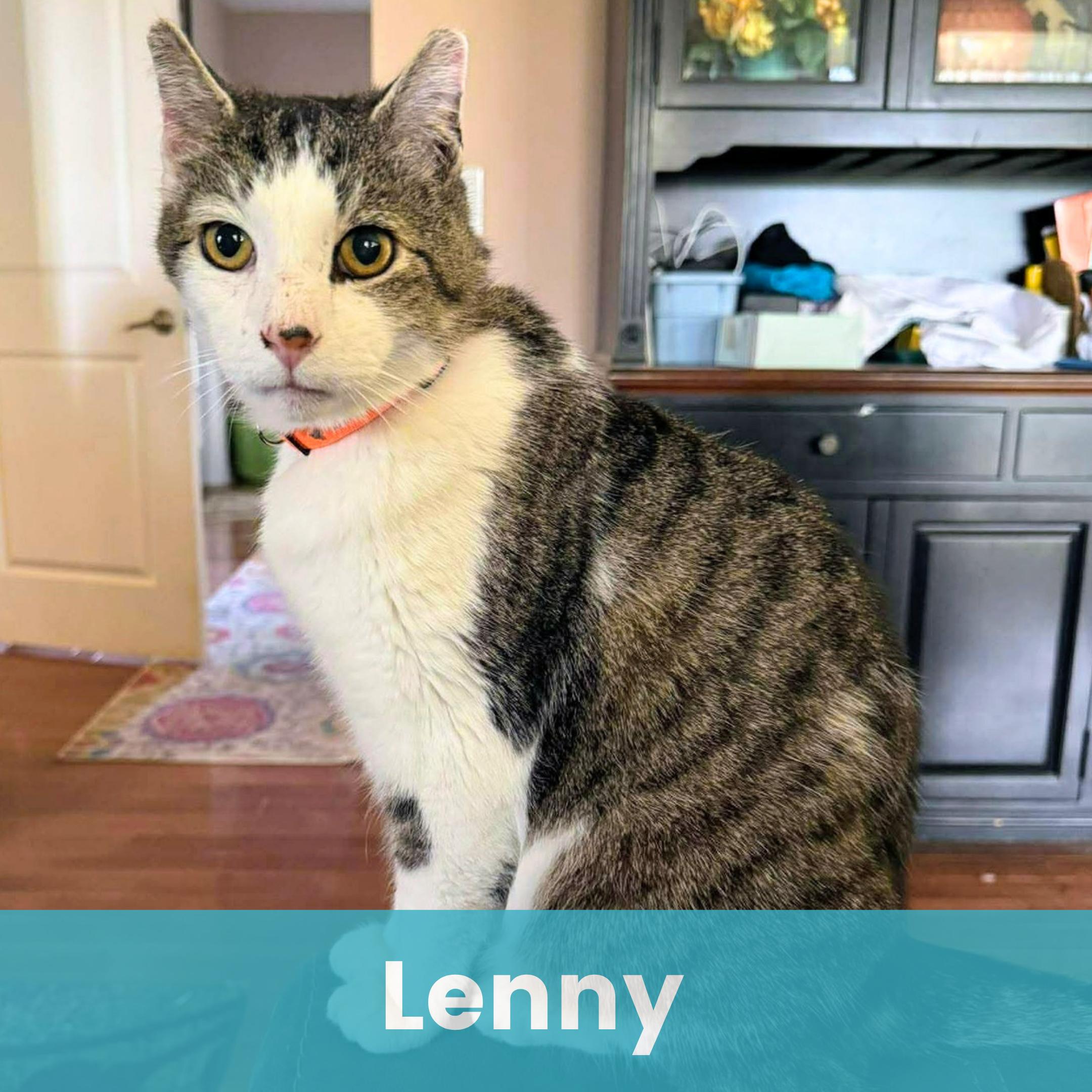 Lenny, ADOPTABLE, Adult Male Domestic Short Hair.