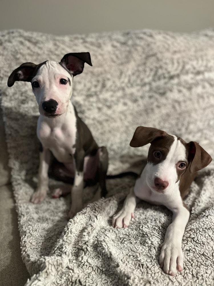 Morena Luna, Adoptable, Puppy Female Pit Bull Terrier & Mixed Breed.