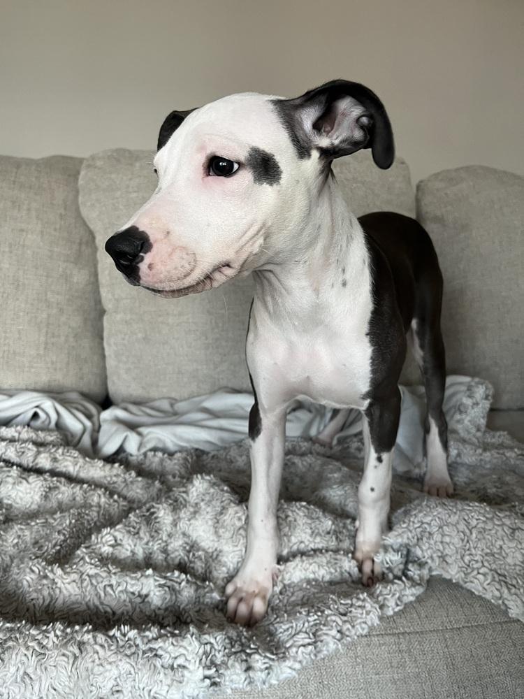 Enlarge Morena Luna, a Adoptable mixed breed in Valley Stream, NY image 2/6