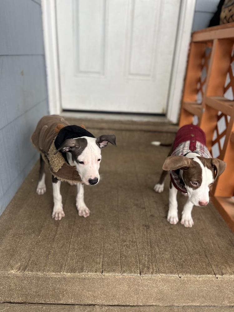 Enlarge Morena Luna, a Adoptable mixed breed in Valley Stream, NY image 3/6