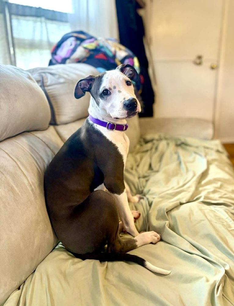 Enlarge Morena Luna, a Adoptable mixed breed in Valley Stream, NY image 3/6