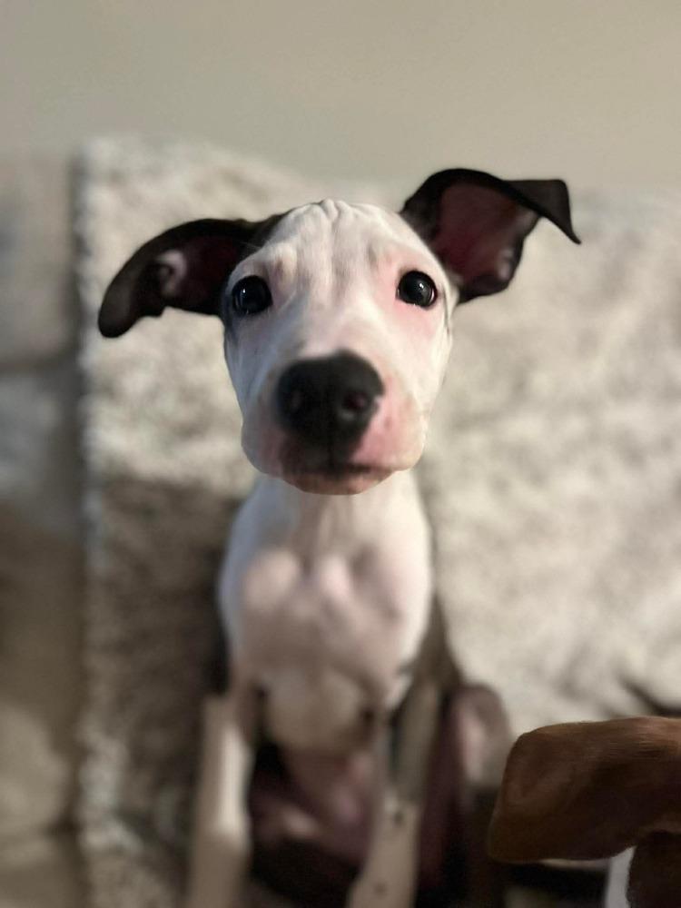 Enlarge Morena Luna, a Adoptable mixed breed in Valley Stream, NY image 4/6