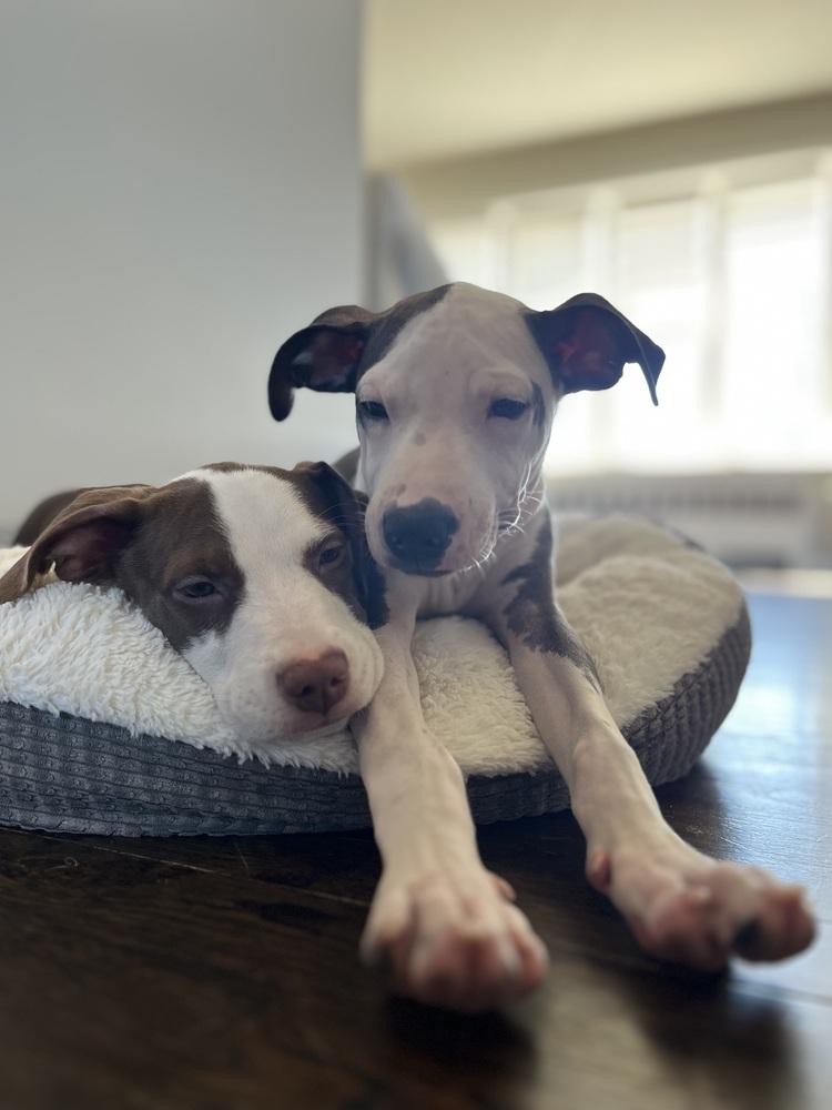 Enlarge Morena Luna, a Adoptable mixed breed in Valley Stream, NY image 6/6