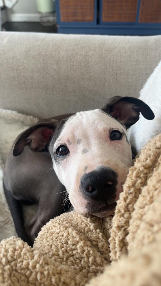 Enlarge Morena Luna, a Adoptable mixed breed in Valley Stream, NY image 6/6