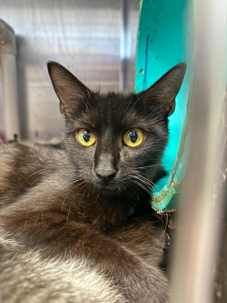 Penne, a Adoptable mixed breed in Lansing, KS image 1/2