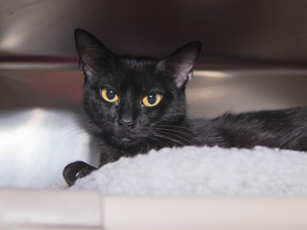 Enlarge Penne, a Adoptable mixed breed in Lansing, KS image 3/3