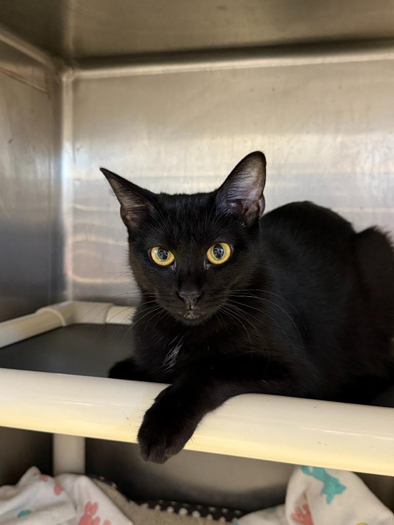 Penne, a Adoptable mixed breed in Lansing, KS image 2/2