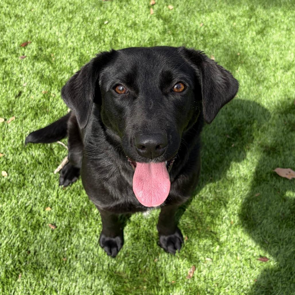 Enlarge Bianca, a Adoptable Mixed Breed in Ardmore, OK image 1/1