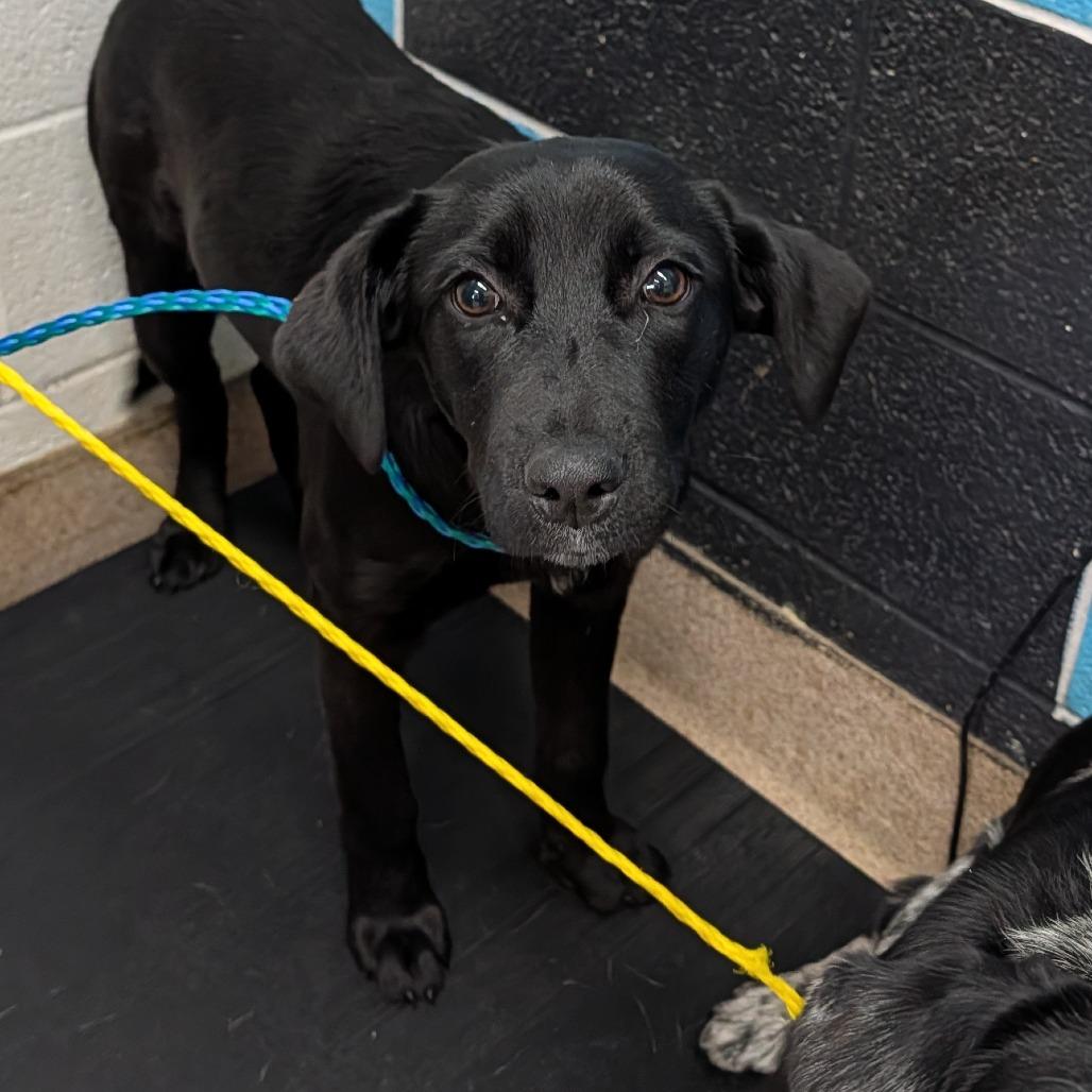 Enlarge Bianca, a Adoptable Mixed Breed in Ardmore, OK image 1/1