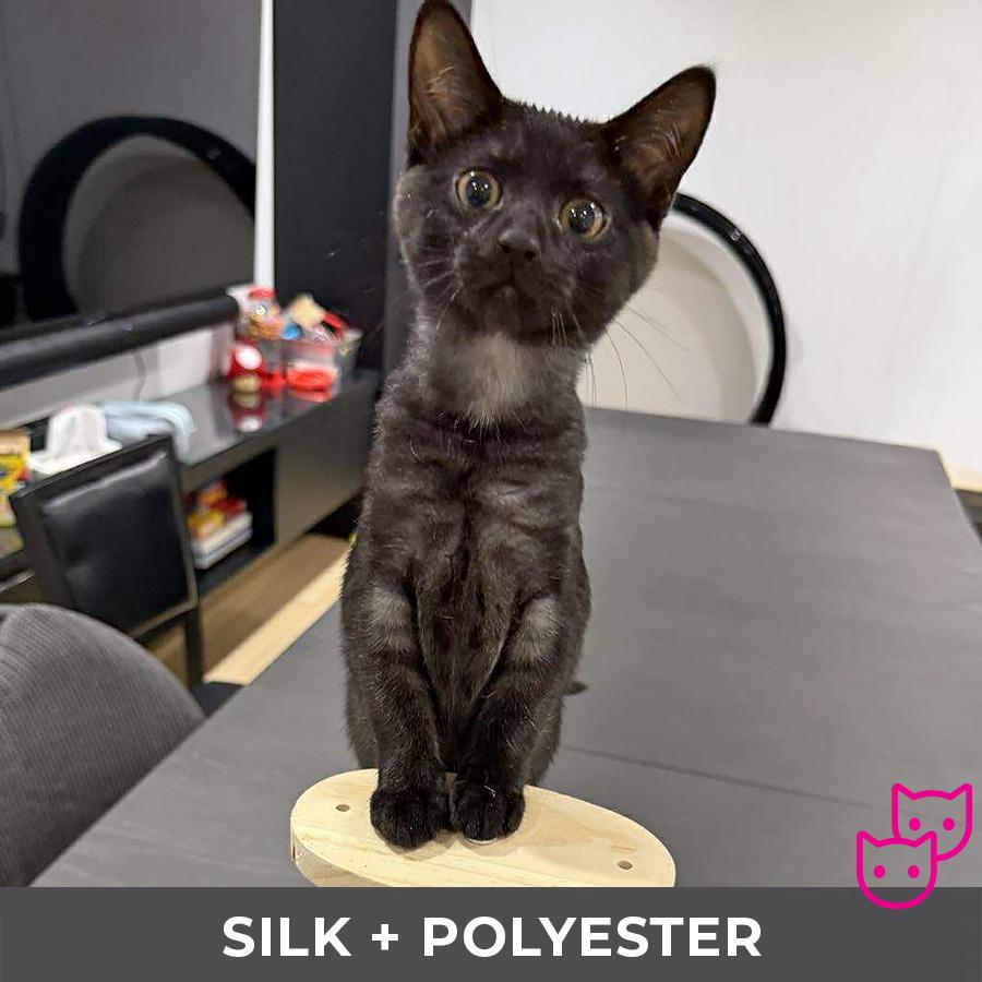 Enlarge Silk (bonded with Polyester), a Adoptable Domestic Short Hair in Etobicoke, ON image 2/5
