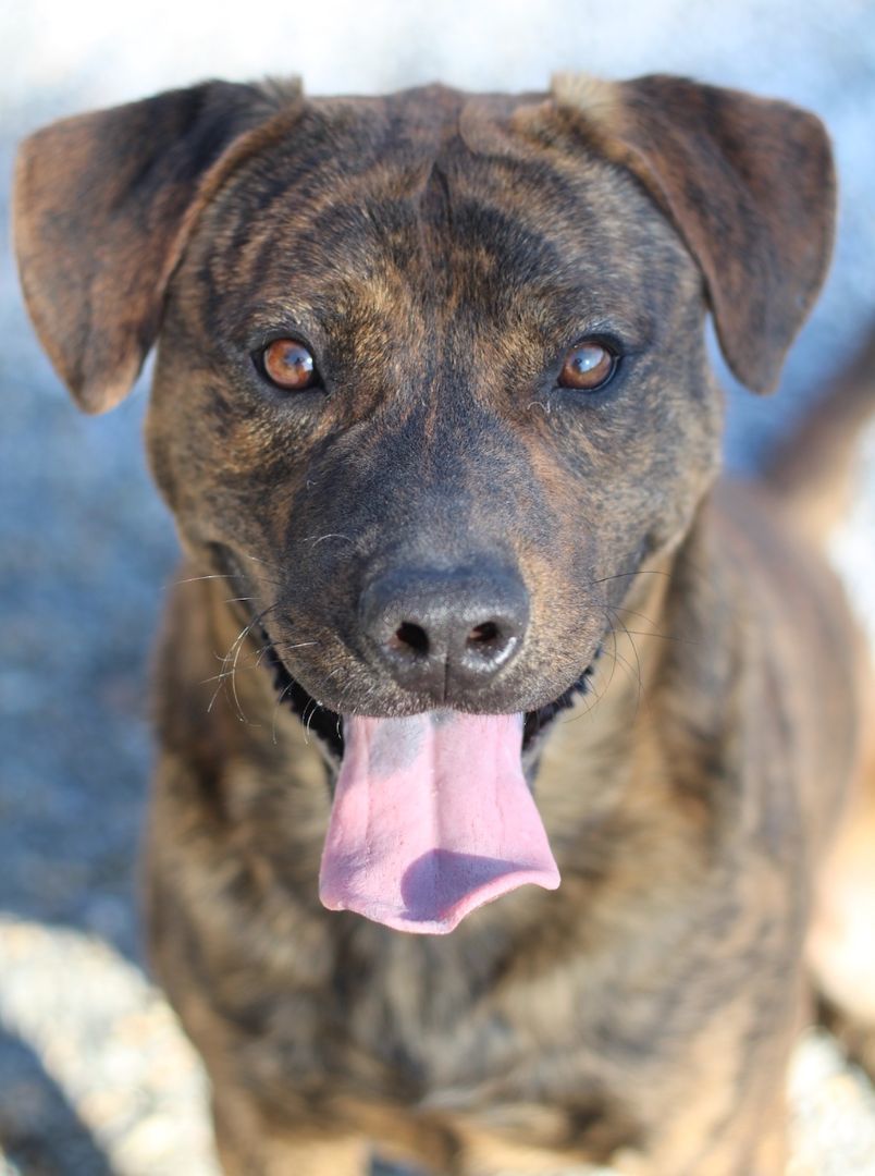 Puddles, a Adopted Mountain Cur in Marion, NC image 1/4