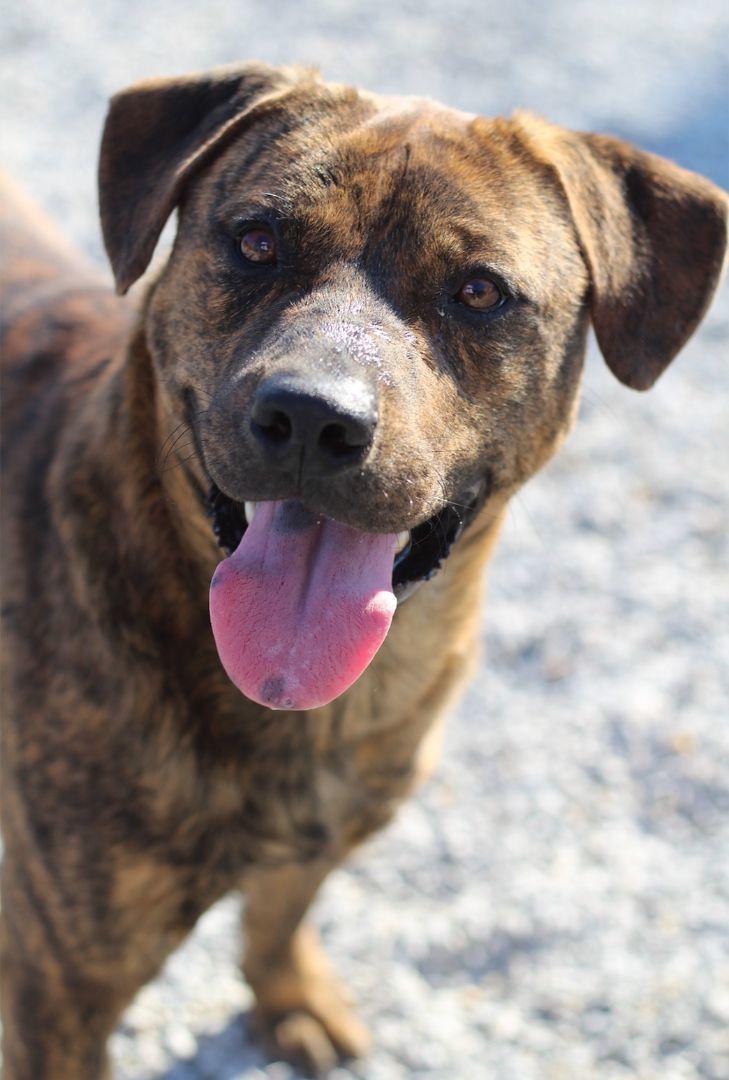 Puddles, a Adopted Mountain Cur in Marion, NC image 2/4